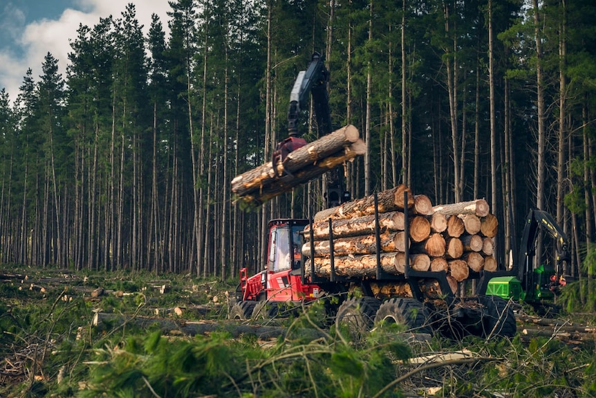 Australian Forest Products Association CEO Joel Fitzgibbon said the establishment of new sustainable forestry plantations would help Australia achieve sovereign capability in timber and wood fibre in the decades ahead, while helping the nation meet its emission reduction targets.