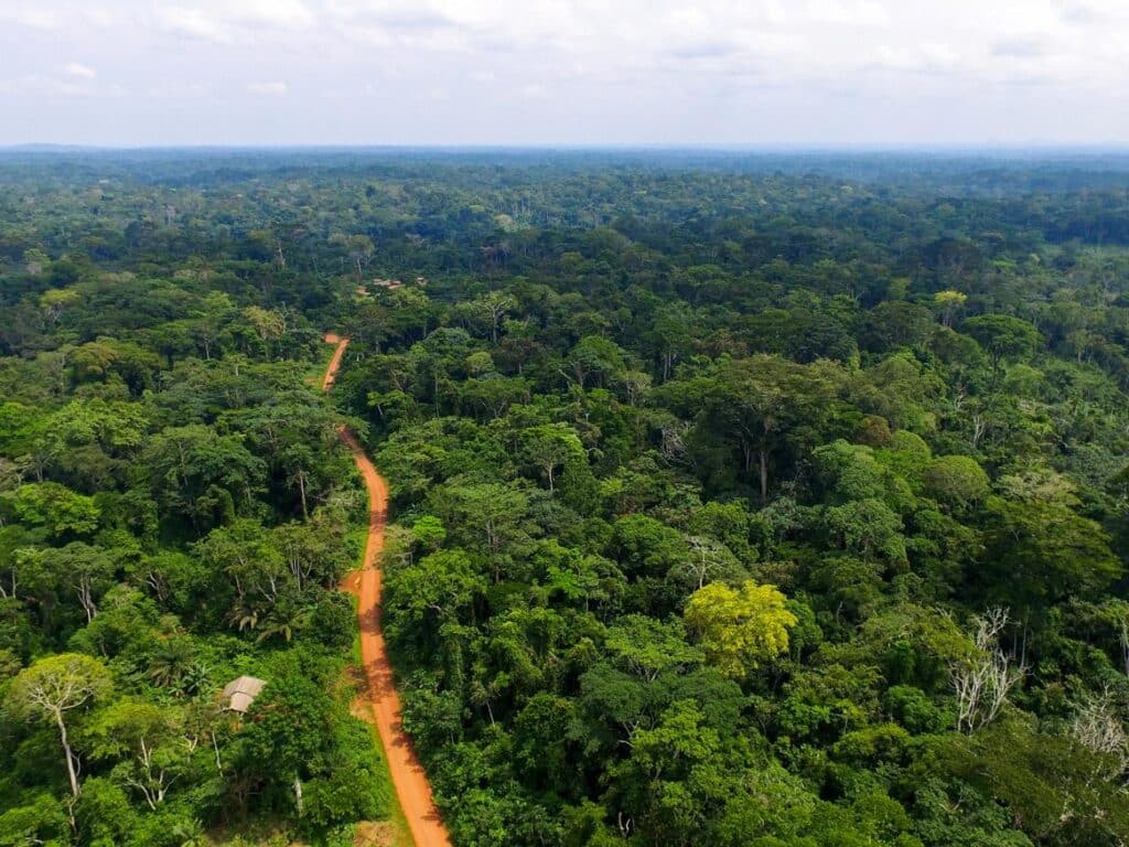 orest equates for more than 40% of Cameroon's total land area.