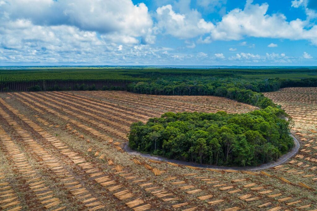 The Atlantic Forest loses its place to many monocultures, such as eucalyptus in Espírito Santo. (Photo credit: Fitor Barbosa.)