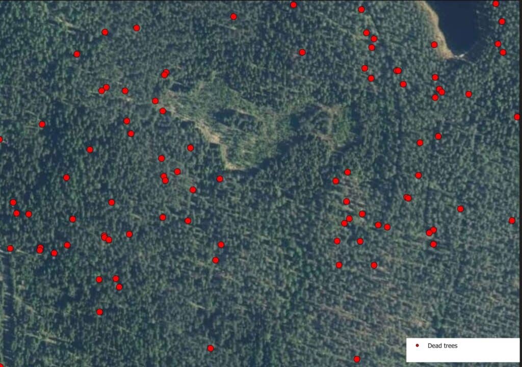Linda Planet can identify dead trees in near-real time, providing continuous visibility into the forest status and timely assessment of disturbances.