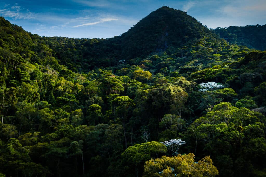 Protected Atlantic Forest in the Rio Bonito de Lumiar Private Reserve, in the municipality of Nova Friburgo Rio de Janeiro state. (Photo credit: Marcio Isensee and Sá.)