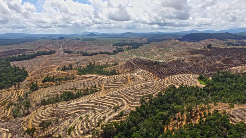 Deforestation for palm oil production - The landmark regulation targets six commodities connected to deforestation. According to 2020 research, more than half of the deforestation is occurring in 5% of producing areas. (Photo credit: Auriga Nusantara / Trase Earth)