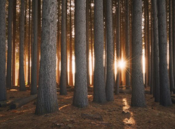 Planting more trees is crucial, in recent years the Australian Forest Products Association has led the push to plant more trees through it’s “We need a tree change” campaign. (Photo credit: Michael Green Images)