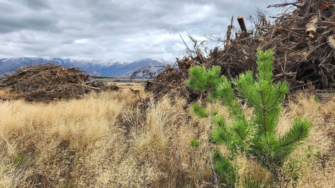A pile of wilding pines in the Mackenzie District north of Twizel awaits burning as part of international research into wildfires Wood Central