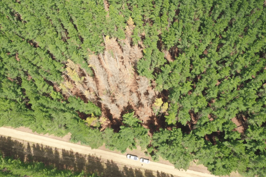 Drone image shows the extent of damage from a lightening strie in a stand of Radiata Pine near Mount Gambier. (Photo credit: Marcio DeSilva from Flinders University)