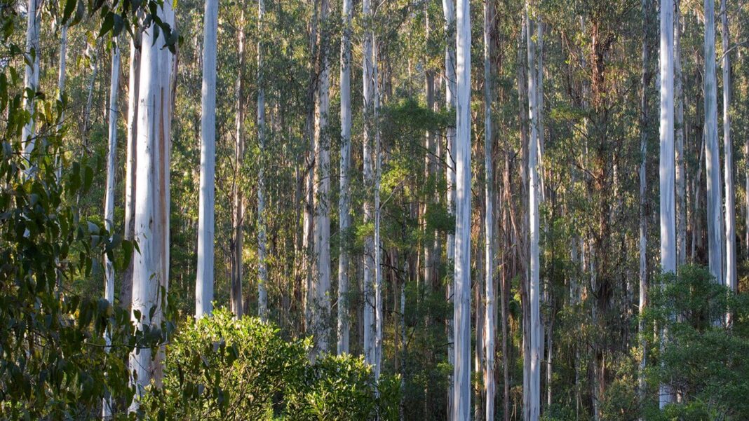 Mountain Ash Forest in Victoria Wood Central 1 e1684828840358