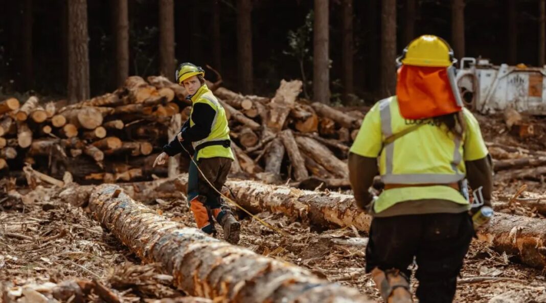 NZ Forest Contractors e1685402471874