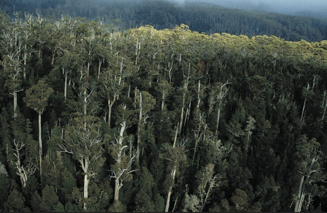 Tasmanian Forests for Wood Central article e1684698524969