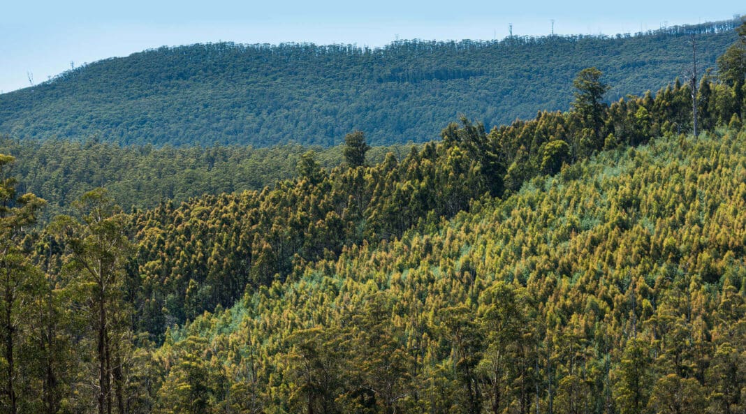 Victorian Government Bans Native Forestry Wood Central e1684816483842