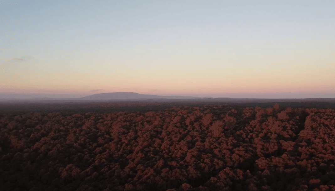 Wombat State Forest for Wood Central article  e1684702903609