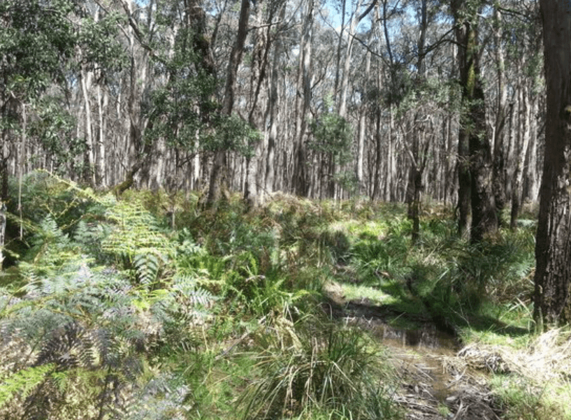 Wombat State Forest for Wood Central article 3