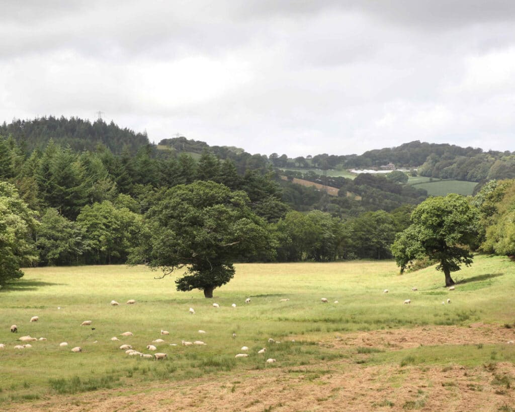 From 1969 until the Queen’s passing, Charles oversaw the Duchy of Cornwall, managing 1,700 hectares of woodlands. Since 1997, the Duchy has followed ‘continuous cover’ forestry principles, focusing on sustainable, diverse woodlands. Nearly all woodlands hold FSC certification. (Photo credit: Dutchy of Cornwall)