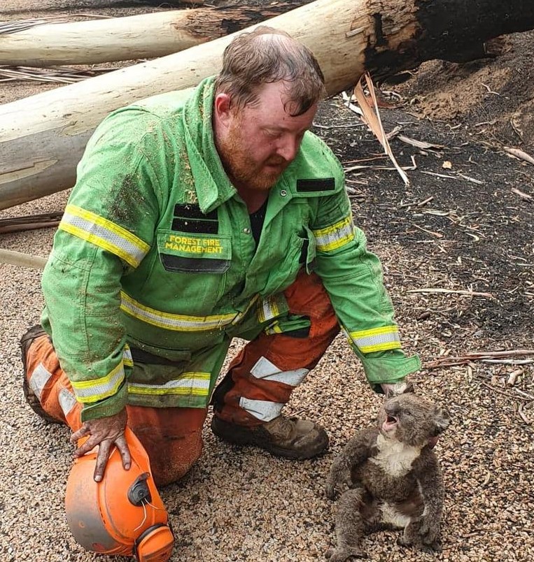 A Forest Fire Management team member tends to a young koala after fighting fires that ravaged a wide area of southeast Victoria.