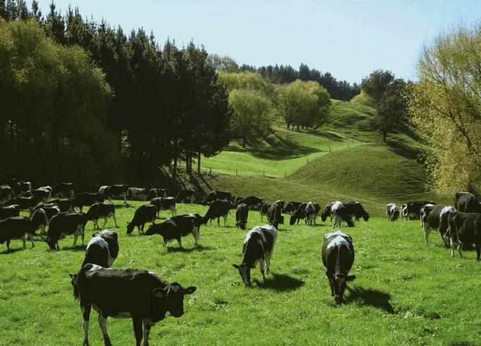 Local councils will decide under the Resource Management Act what land on farms can be used for pine forests Wood Central 1