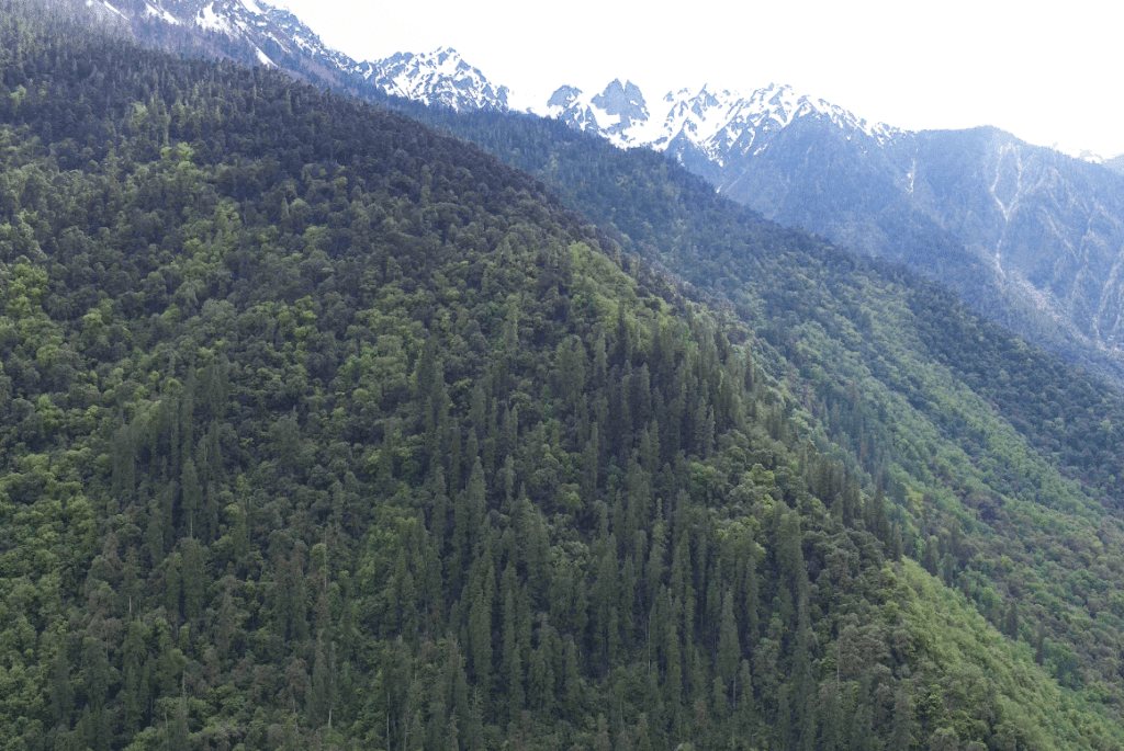 The cluster of the Himalayan cypresses in Yarlung Zangbo Grand Canyon National Nature Reserve, in China's southwest Xizang Autonomous Region. (Photo credit: Peking University)