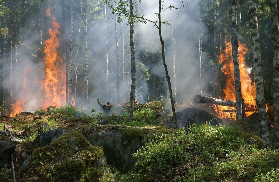 The new research aims to predict forest fire risk before smoke occures Wood Central
