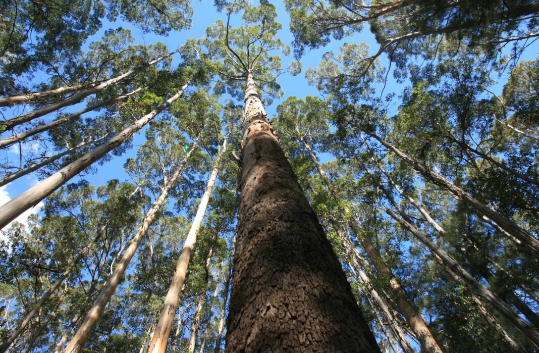 WA government must show some respect for the remains of an industry that has supported the people of Western Australia for more than 150 years Wood Central 2 e1686535552180