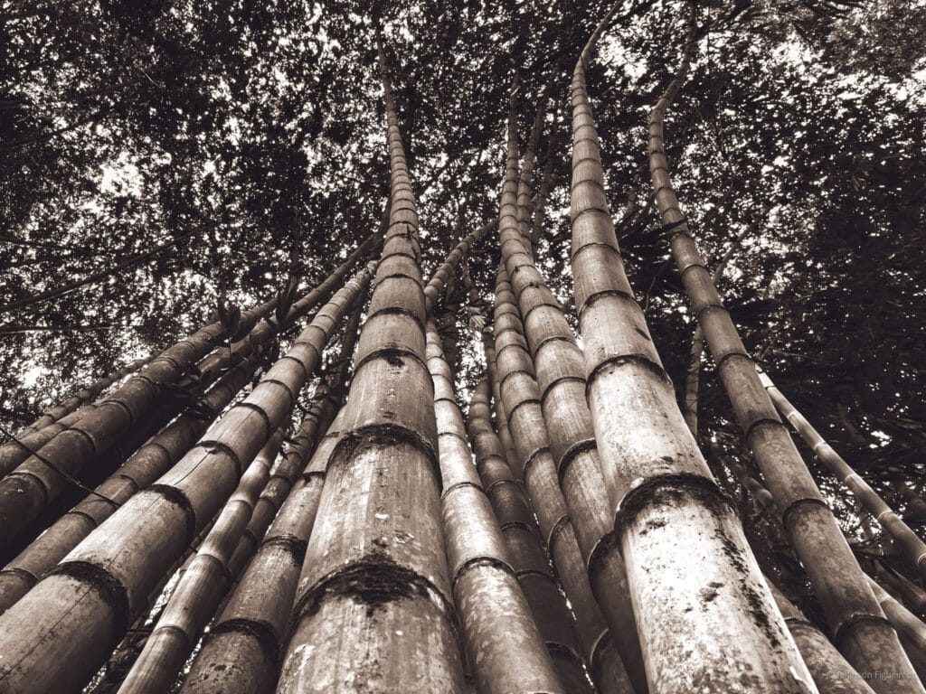 Bamboo is the world's fastest-growing plant and can grow up to 4 feet per year. In recent years Plantations Investment has invested in Sao Paulo Bamboo Plantations to meet global demands for forest products. (Photo Credit: Jefferson Figueiredo via Twitter)