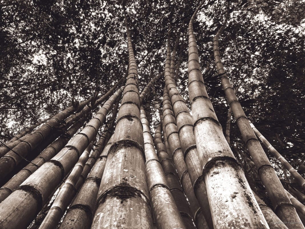 Bamboo is the worlds fastest growing plant and can grow up to 4 feet per day. Photo Credit Jefferson Figueiredo Wood Central 1