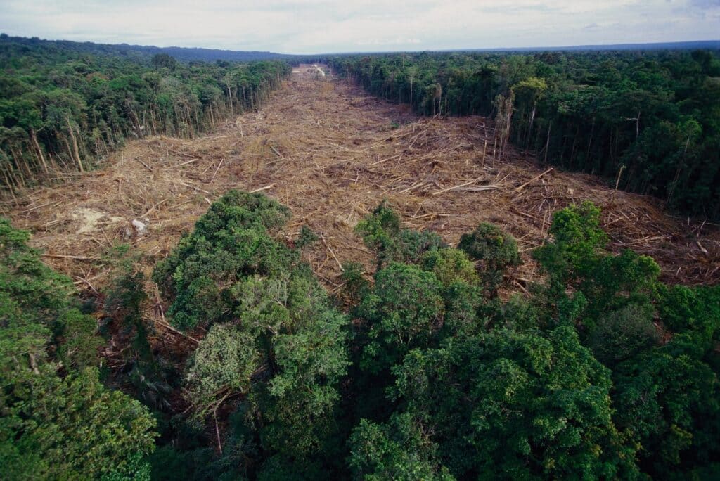 Clearing of tropical rainforest south of Lake Kutubu for Gobe oil camp, Papua New Guinea. The new legislation, the first of it's type anywhere in the world, is seeking to rid EU supply chains of deforested products. (Photo Credit: Minden Pictures / Alamy Stock Photo)