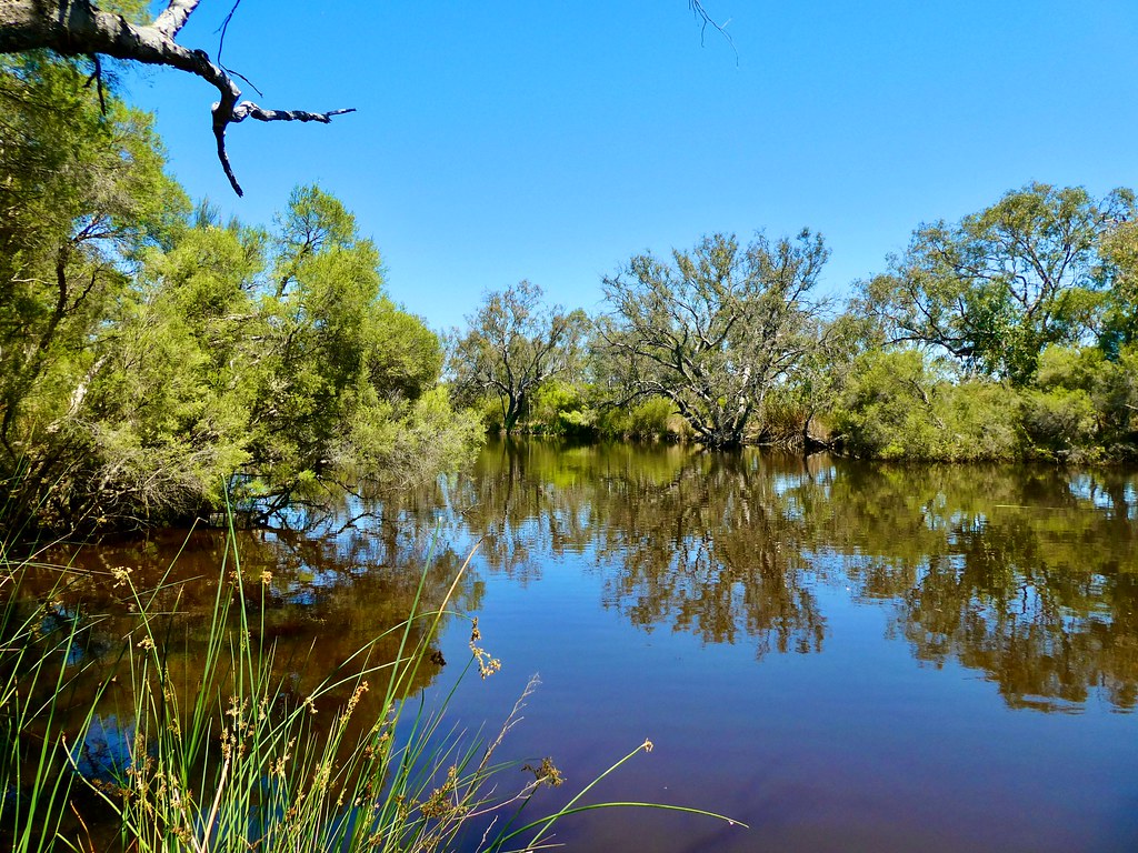 More than 5500 trees were supposed to be planted along the Canning River in Perth Wood Central