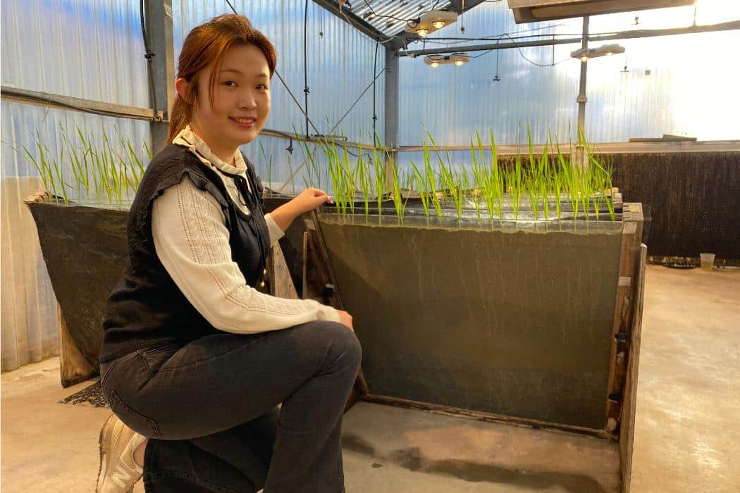 University of Canterbury Masters student Mingyuan Kathy Liu has been investigating how pine slash could be used to help rehabilitate silt covered soils Wood Central