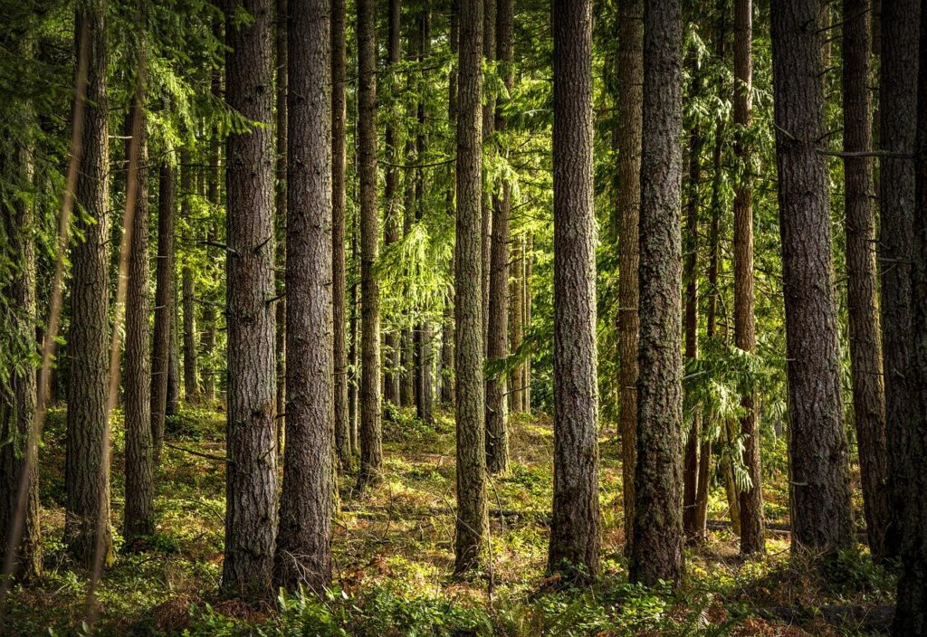 The investment in North Carolina-based Eastwood Forests is the first in what is a global pivot by the Japanese forestry giant. (Photo Credit: Ken1843 via Pixabay)