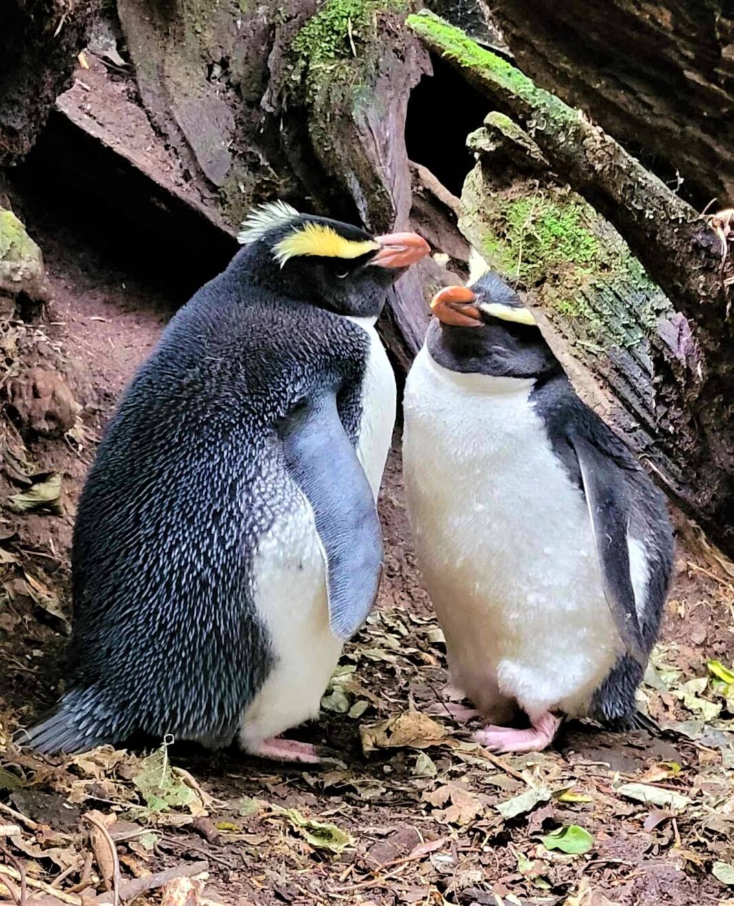 A breeding pair of tawaki Fiordland crested penguins spotted in July 2023. Photo Supplied the Tawaki Project Wood Central