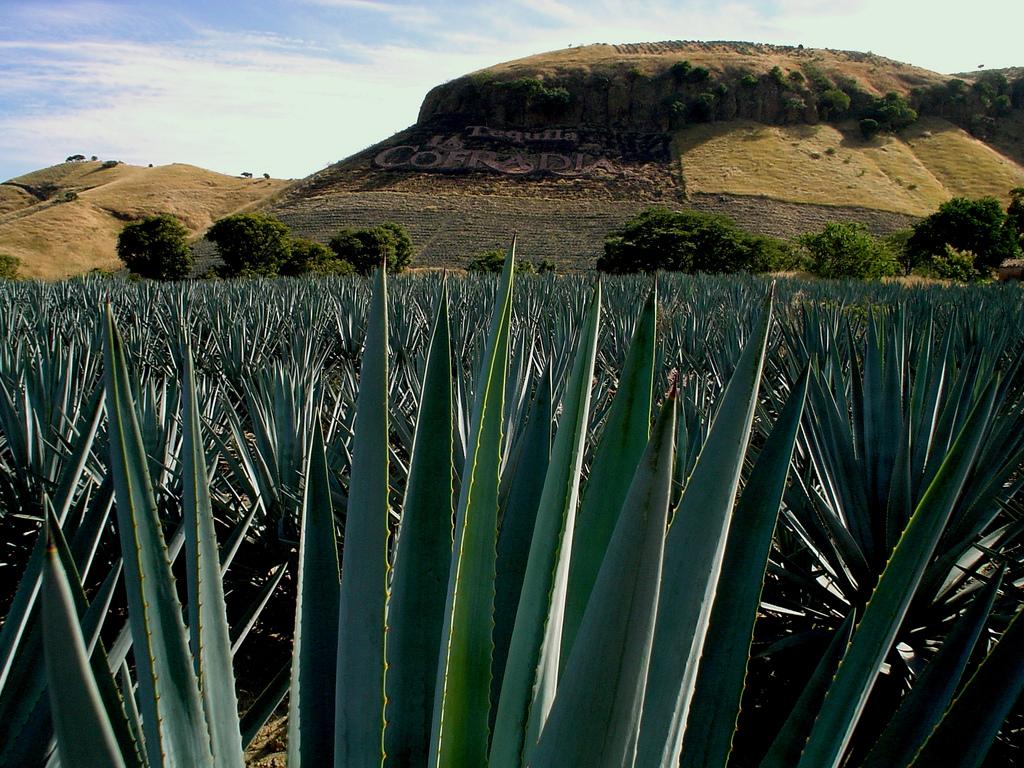 Agave plants grown in plantations in Tequila Jalisco in Mexico. Photo Credit Twitter Wood Central