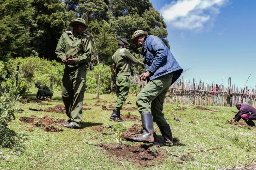 Kenya Forest Service rangers plant seedlings in a deforested area of Mau Forest. Wood Central 1