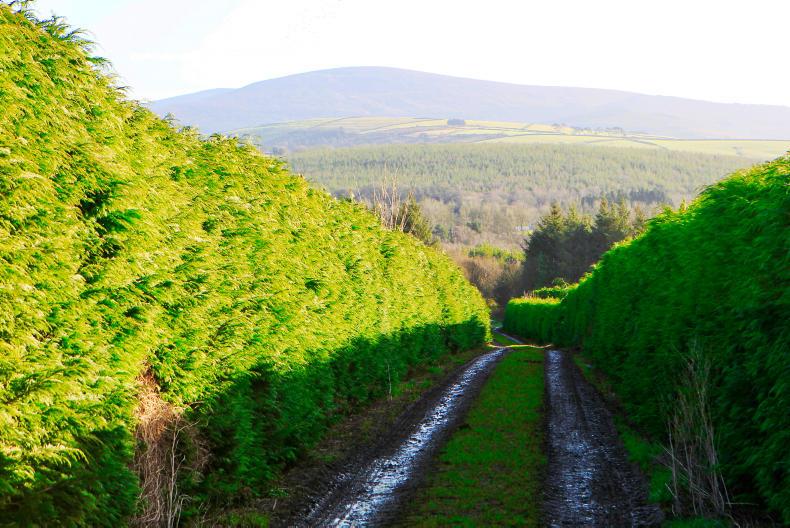 More than 12 of Irelands land mass is now covered by forest cover representing the highest level of forest cover for more than 350 years. Photo Credit Wood Centra