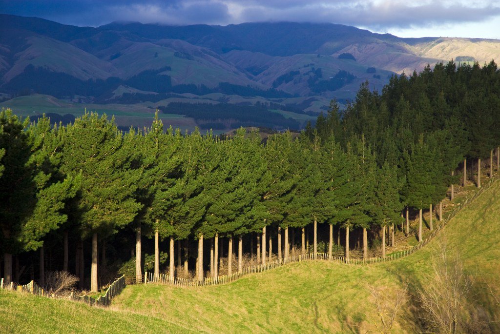 NZ Farm Forestry in spotlight as ETS Reforms could change farm emissions and forestry offsets Photo Credit Twitter Wood Central
