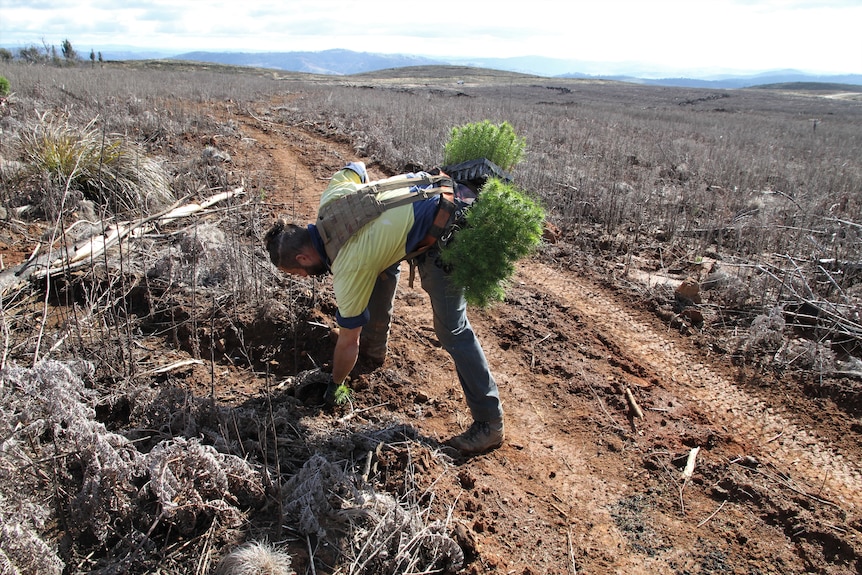 Forestry Corporation planters work from May until late August. Planting between 2,500 and 3,000 trees a day, ABC Rural: Annie Brown)
