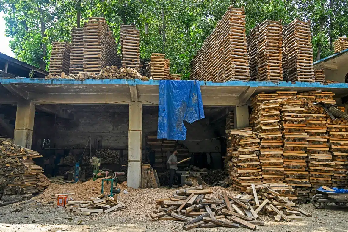 Intense Kashmir Logging Sparks New Fears of Cricket Bat Shortage