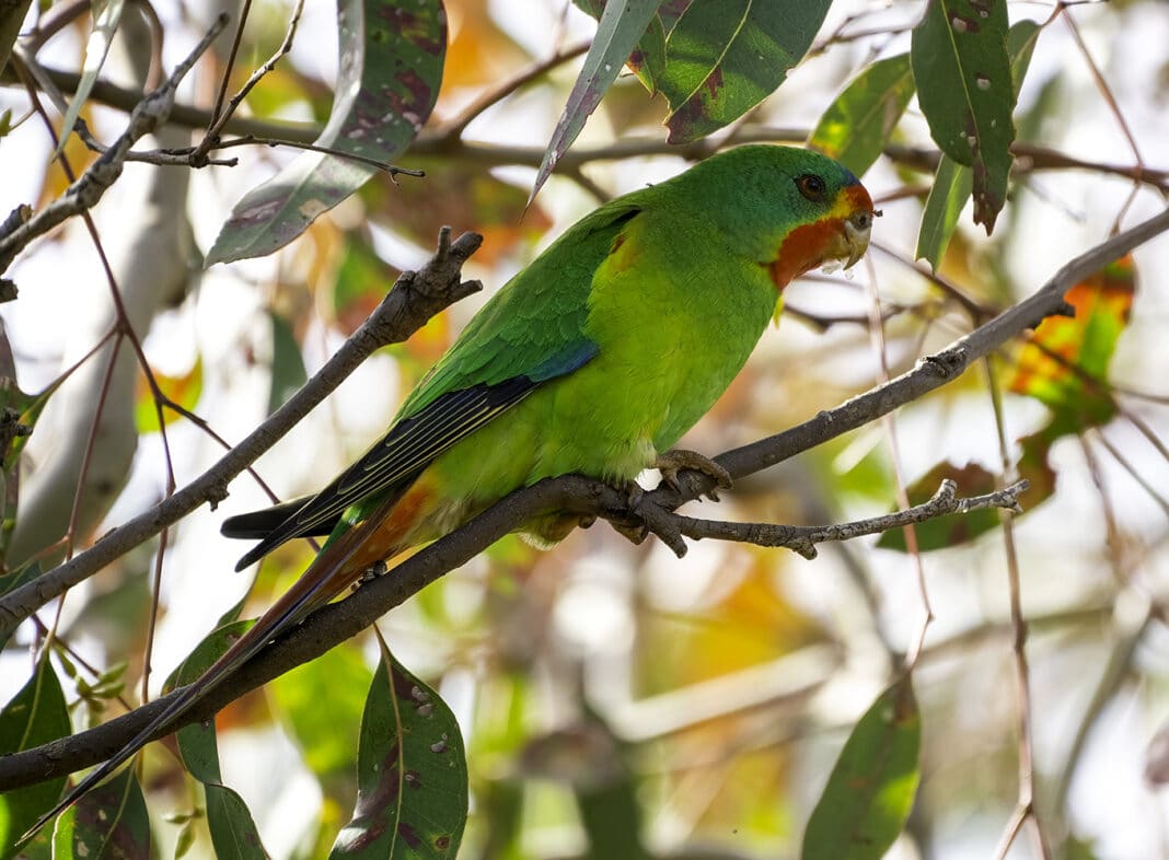 The Swift Parrot is one of the endangered species. (Photo Credit: David Cook on Flickr under Creative Commons)