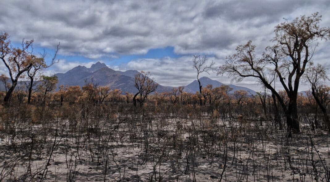 The 2019/20 'Black Summer' Bushfires left untold damage on Australia's landscape. (Photo Credit: Image by Terri Sharp from Pixabay)