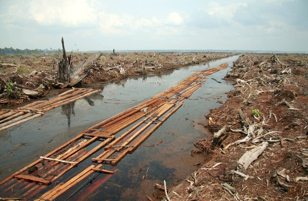 The last batch of sawnwood from the peat forest in Indragiri Hulu, Riau Province, Indonesia. Deforestation for oil palm plantation. A new report suggests that some of the world's largest financial instutions are inadvertantly fuelling the global surge in deforestation and conflict timber. (Photo Credit: Aidenvironment on Flickr via Wikimedia Commons)