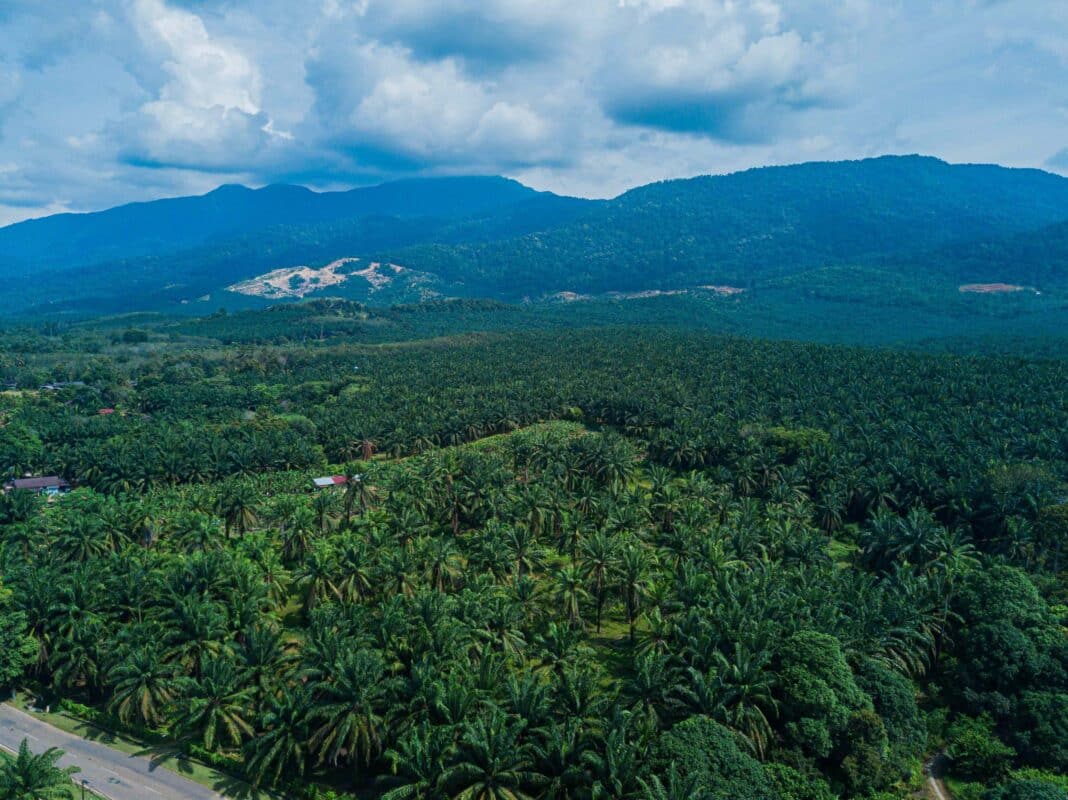 Aerial drone view of oil palm plantations. (Photo Credit: risinglegacy25 via Envato Elements Stock Images)