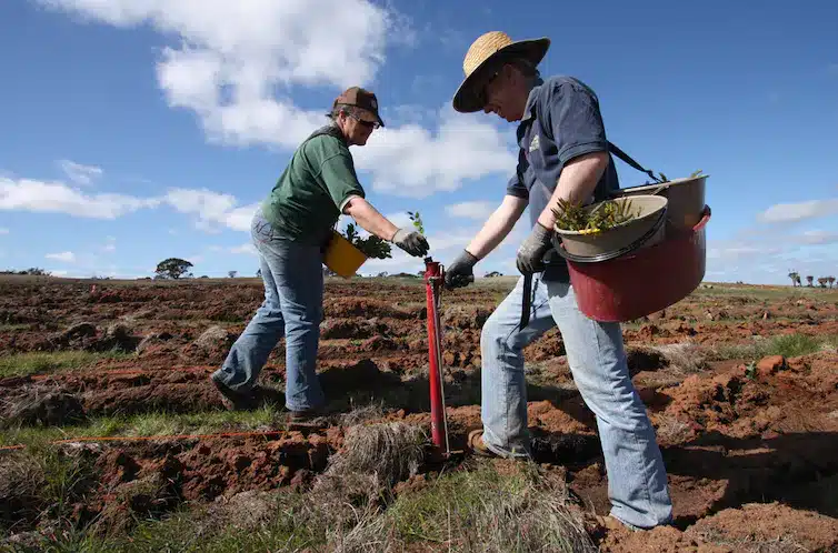 If We Do It Right, We Can Replant Trees and Shrubs to Store Carbon!