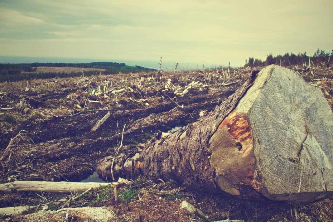 The UK is one of the largest consumers of forest products from high-risk deforestation areas. (Photo Credit: Photo by form PxHere)