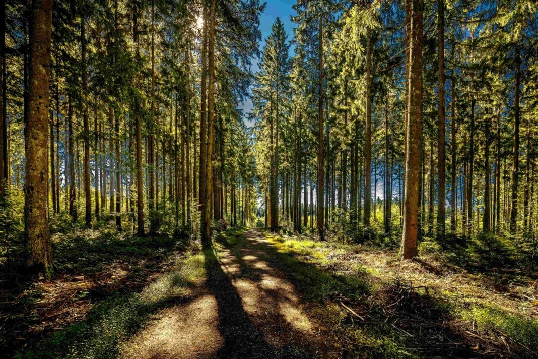 Institutional investors are looking to global forest markets to meet ESG commitments. (Photo Credit: Wirestock via Envato Elements)