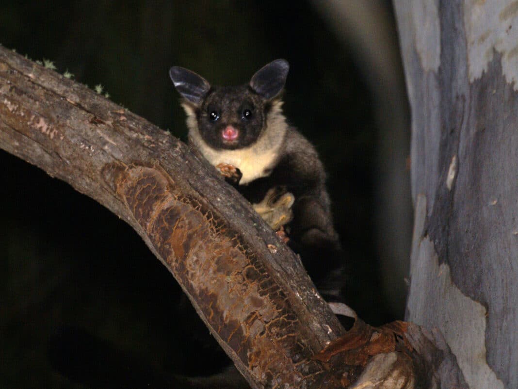 The Southern Greater Glider has led to successive stop work orders in NSW's State Forests. (Photo Credit: David Cook via Flickr using Creative Commons)