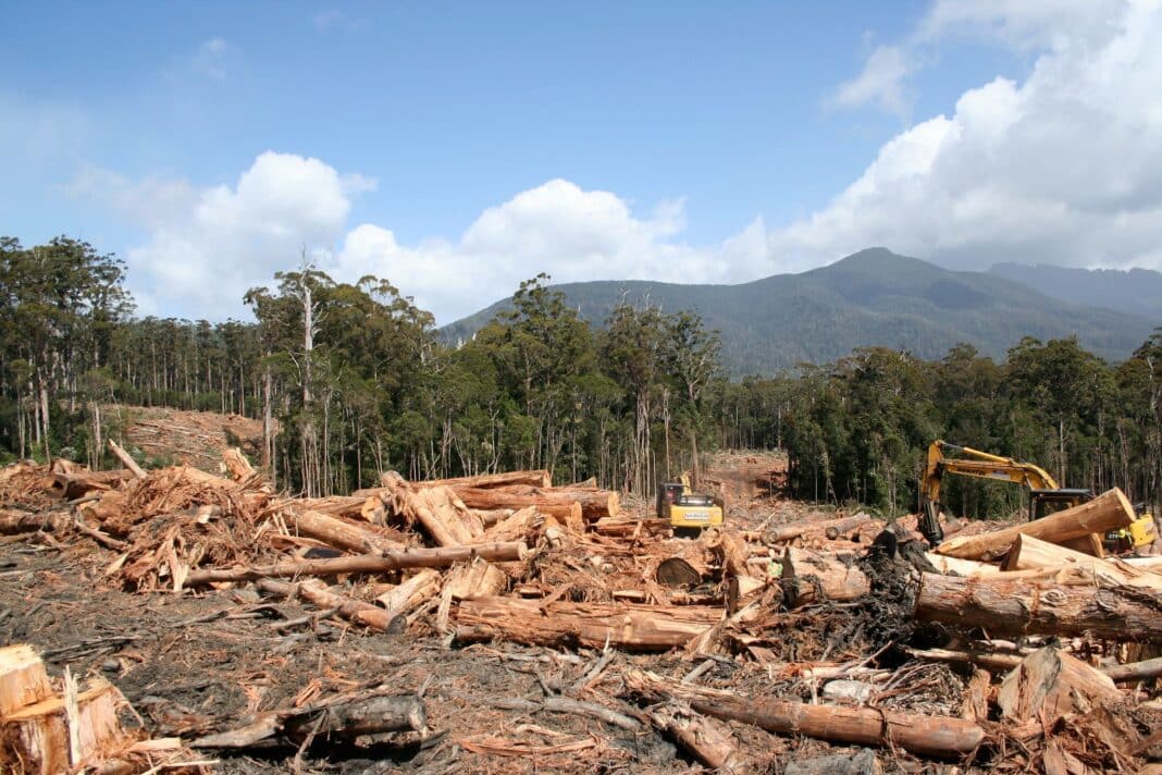 The Congress is seeking to avoid scenes like this logging coupe in the Catamaran area, behind Recherche Bay in the far south of Tasmania and borders the Tasmanian Wilderness World Heritage Area. This forest is part of the core area of 430,000 hectares that was promised protection as part of the Intergovernmental Agreement. Logging commenced in this forest after the Intergovernmental Agreement was announced. (Photo Credit: Emma Capp via Flickr under Creative Commons)
