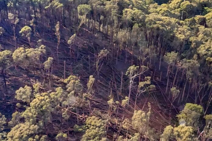 Last weeks Supreme Court decision related to VicForests Timber Utilisation Plan in the Wombat State Forest. Where Traditional Owners have been working to