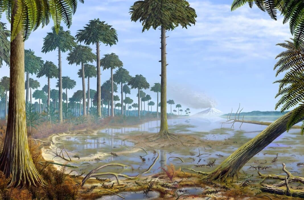 An artist impression of Archaeopteris, the species of plant that archaeologists believe trees evolved from.