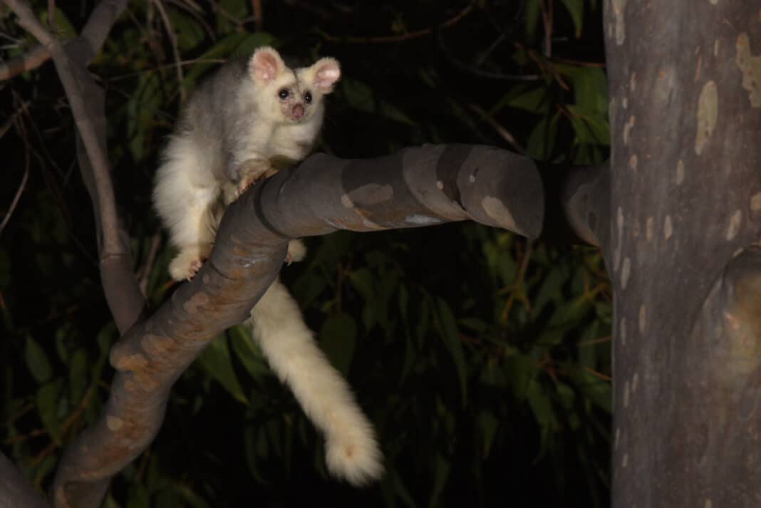 A number of environmental groups, including WWF Australia, are pushing to close native forests along the east coast of Australia in order to preserve the country's glider population. (Photo Credit: Dash Huang via Flickr)