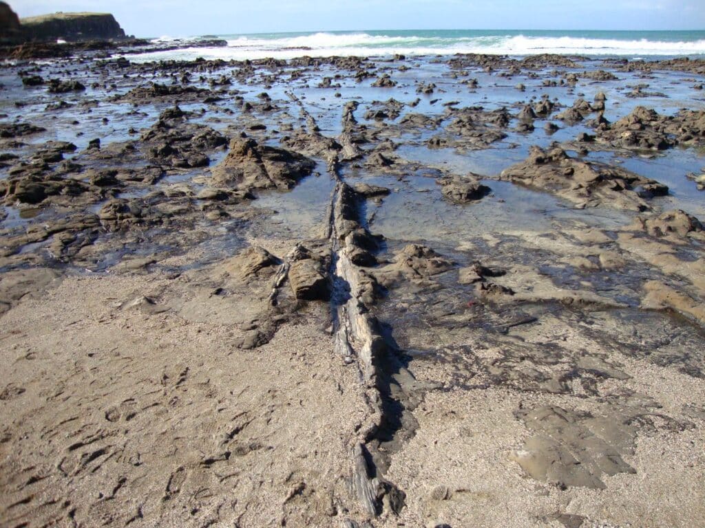 Once part of the ancient supercontinent Gondwana, New Zealand is home to one of the few accessible petrified forests on the planet and a geological phenomenon of international significance - with global archaeologists combing the coasts to uncover secrets for the country's 180-million-year-old forests. (Photo Credit: Supplied)