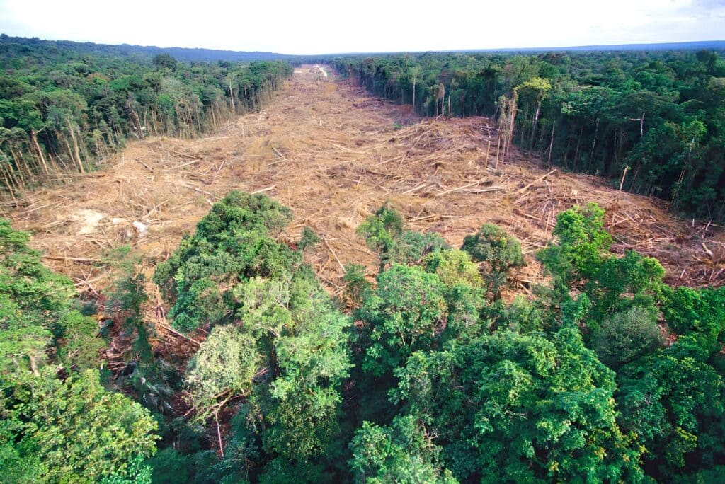 Global coffee producers are leaving African small holders behind in a bid to "de-risk" supply chains ahead of the introduction of the EUDR later this year, (Photo Credit: Contributor: Minden Pictures / Alamy Stock Photo)