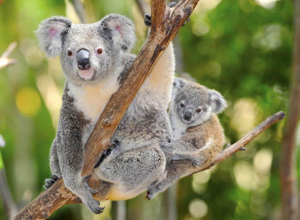 NSW Premier Chris Minns announced the state government's intention to develop a Koala Park which could take in parts of the forest area covered by the North East NSW Regional Forestry Agreement. (Photo Credit: Photo 24313234 © Hotshotsworldwide | Dreamstime.com)
