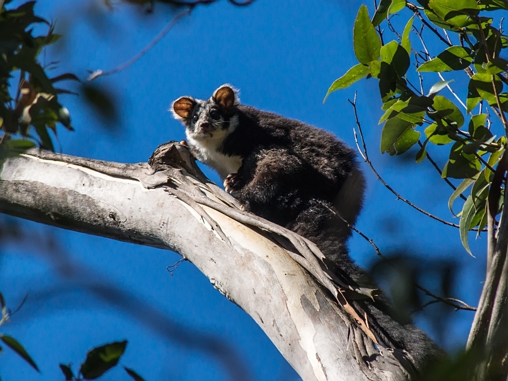 Under the new rules, the endangered Southern Greater Glider will have greater protections according to the NSW EPA. (Photo Credit: Flickr via Creative Commons)